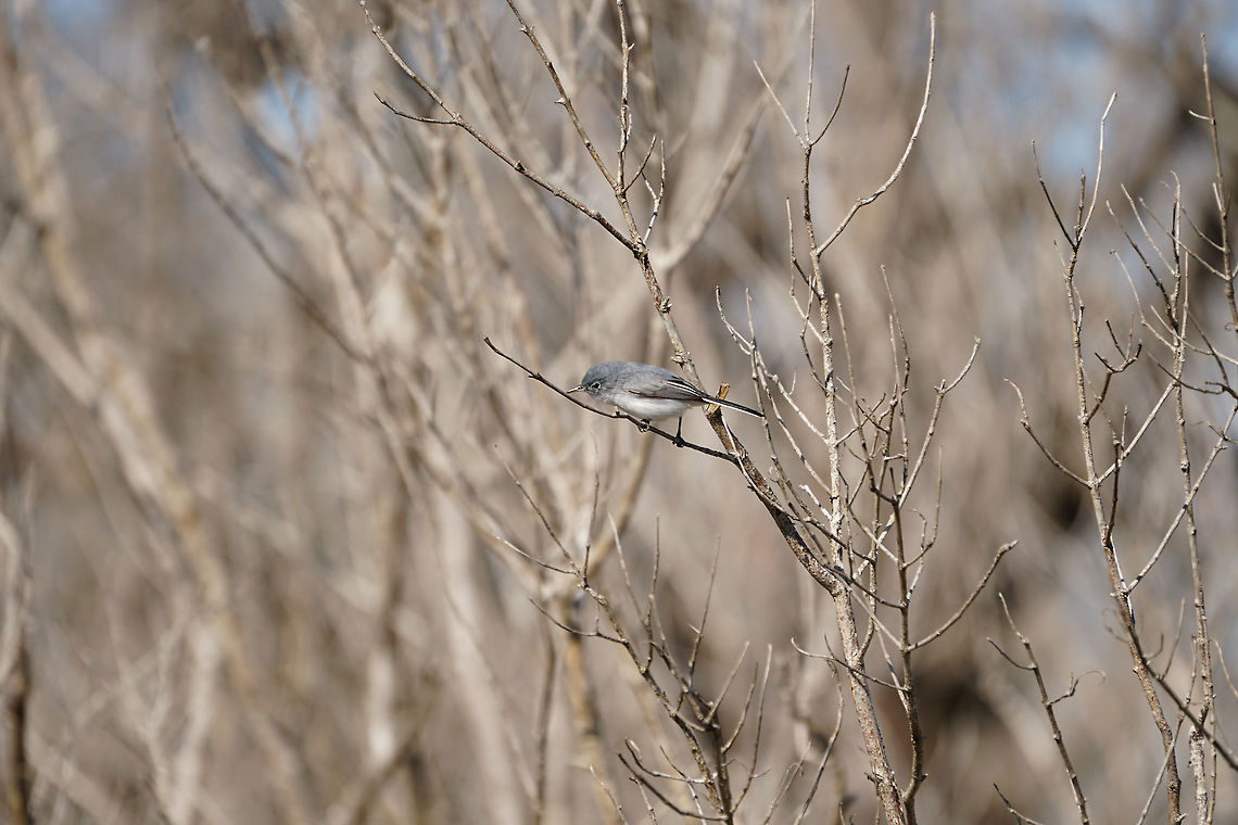 Blue-gray Gnatcatcher (Polioptila caerulea)  Animal,Bird,Blue-gray Gnatcatcher,Blue-gray gnatcatcher,Everglades,Everglades National Park,Florida,Geotagged,Gnatcatcher,Nature,Passeri,Passeriformes,Perching Bird,Polioptila,Polioptila caerulea,Polioptilidae,Snake Bight Trail,Songbird,United States,United States of America