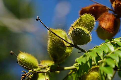 Grey Nicker (Guilandina bonduc)  Angiospermae,Everglades,Everglades National Park,Fabaceae,Fabales,Florida,Flowering Plant,Geotagged,Grey Nicker,Guilandina,Guilandina bonduc,Nature,Plant,Snake Bight Trail,United States,United States of America,Winter,bonduc