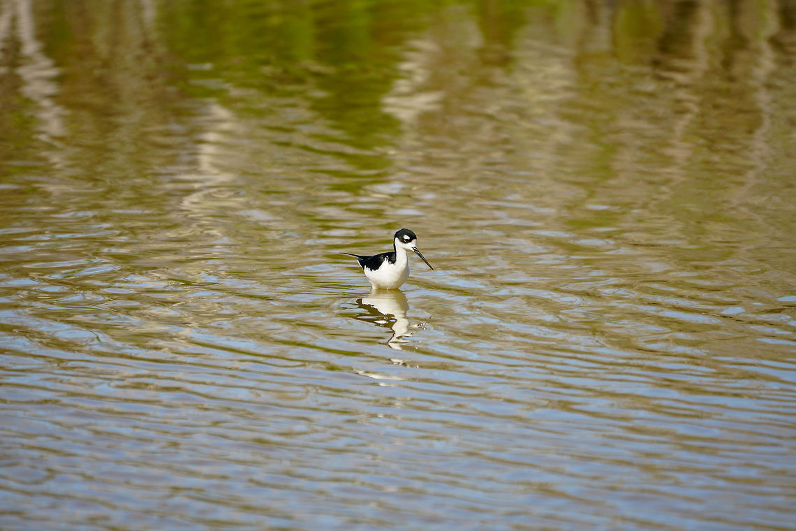 Black-necked Stilt (Himantopus mexicanus)  Animal,Bird,Black-necked Stilt,Black-necked stilt,Charadriiformes,Eco Pond,Everglades,Everglades National Park,Flamingo,Florida,Geotagged,Himantopus,Himantopus mexicanus,Nature,Recurvirostridae,Stilt,United States,United States of America,Vertebrate,Winter
