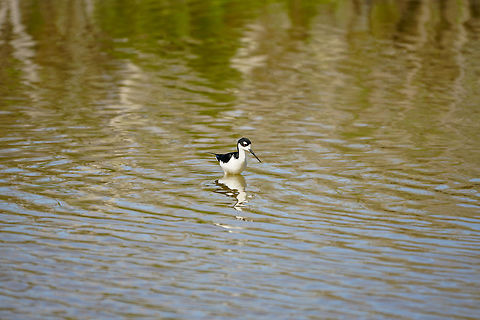 Black-necked Stilt (Himantopus mexicanus)  Animal,Bird,Black-necked Stilt,Black-necked stilt,Charadriiformes,Eco Pond,Everglades,Everglades National Park,Flamingo,Florida,Geotagged,Himantopus,Himantopus mexicanus,Nature,Recurvirostridae,Stilt,United States,United States of America,Vertebrate,Winter