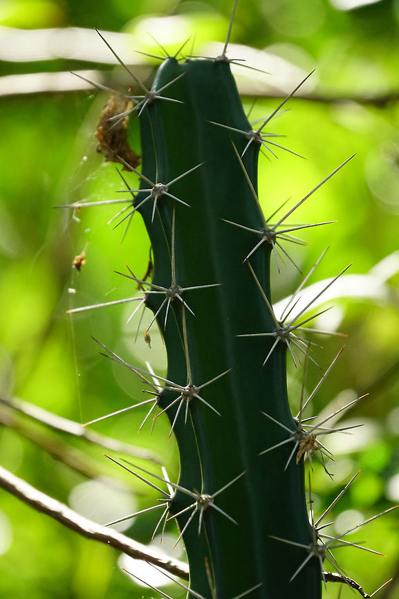 Triangle Cactus (Acanthocereus tetragonus)  Acanthocereus,Acanthocereus tetragonus,Angiospermae,Cactaceae,Cactus,Caryophyllales,Everglades,Everglades National Park,Florida,Flowering Plant,Geotagged,Nature,Pachycereeae,Plant,Snake Bight Trail,United States,United States of America,Winter