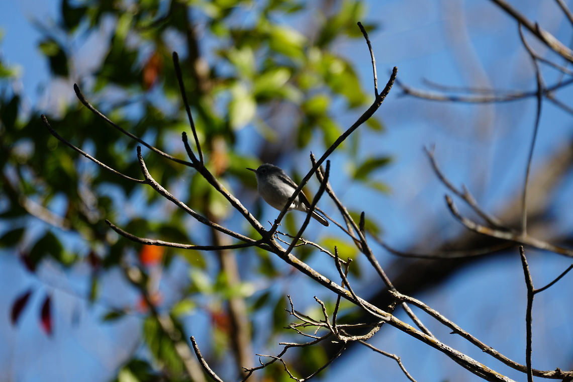 Blue-gray gnatcatcher (Polioptila caerulea)  Animal,Bird,Blue-gray Gnatcatcher,Blue-gray gnatcatcher,Everglades,Everglades National Park,Florida,Geotagged,Gnatcatcher,Nature,Passeri,Passeriformes,Perching Bird,Polioptila,Polioptila caerulea,Polioptilidae,Snake Bight Trail,Songbird,United States,United States of America