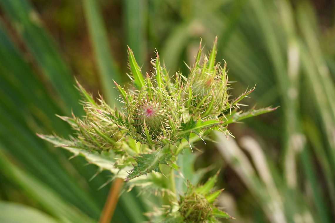 Horrid Thistle (Cirsium horridulum)  Angiospermae,Asteraceae,Asterales,Carduoideae,Cirsium,Cirsium horridulum,Cynareae,Everglades,Everglades National Park,Florida,Flowering Plant,Geotagged,Horrid Thistle,Long Pine Key,Nature,Pinelands,Plant,Thistle,United States,United States of America