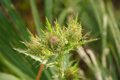 Horrid Thistle (Cirsium horridulum)  Angiospermae,Asteraceae,Asterales,Carduoideae,Cirsium,Cirsium horridulum,Cynareae,Everglades,Everglades National Park,Florida,Flowering Plant,Geotagged,Horrid Thistle,Long Pine Key,Nature,Pinelands,Plant,Thistle,United States,United States of America