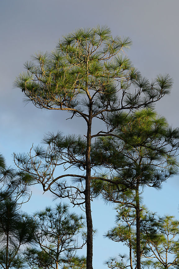 Slash Pine (Pinus elliottii)  Conifer,Everglades,Everglades National Park,Florida,Geotagged,Long Pine Key,Nature,Pinaceae,Pine,Pinelands,Pinophyta,Pinopsida,Pinus,Pinus elliottii,Plant,Slash Pine,United States,United States of America,Winter