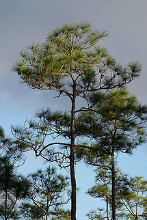 Slash Pine (Pinus elliottii)  Conifer,Everglades,Everglades National Park,Florida,Geotagged,Long Pine Key,Nature,Pinaceae,Pine,Pinelands,Pinophyta,Pinopsida,Pinus,Pinus elliottii,Plant,Slash Pine,United States,United States of America,Winter