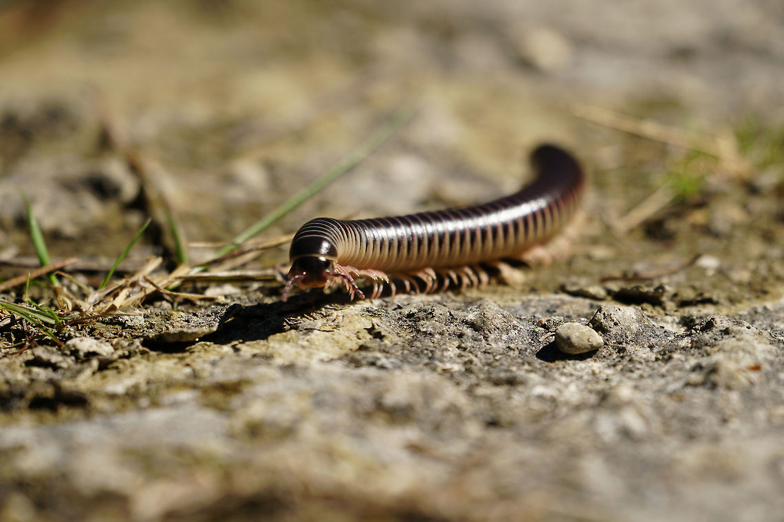 Florida ivory millipede (Chicobolus spinigerus)  Animal,Arthropod,Chicobolus,Chicobolus spinigerus,Diplopoda,Everglades,Everglades National Park,Florida,Florida ivory millipede,Geotagged,Long Pine Key,Long Pine Key Trail,Millipede,Myriapoda,Nature,Spirobolida,Spirobolidae,United States,United States of America,Winter