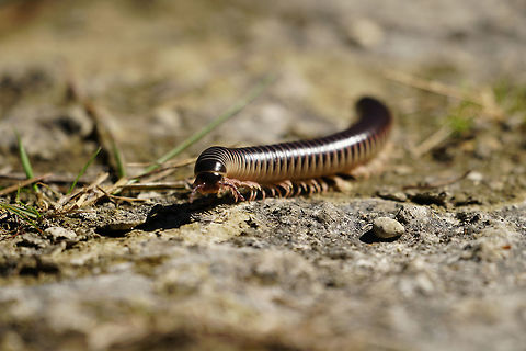 Florida ivory millipede (Chicobolus spinigerus)  Animal,Arthropod,Chicobolus,Chicobolus spinigerus,Diplopoda,Everglades,Everglades National Park,Florida,Florida ivory millipede,Geotagged,Long Pine Key,Long Pine Key Trail,Millipede,Myriapoda,Nature,Spirobolida,Spirobolidae,United States,United States of America,Winter