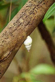 Tree Snail (Liguus fasciatus)  Animal,Everglades,Everglades National Park,Florida,Gastropod,Gastropoda,Geotagged,Liguus,Liguus fasciatus,Long Pine Key,Mollusc,Mollusca,Nature,Orthalicidae,Pinelands,Snail,United States,United States of America,Winter
