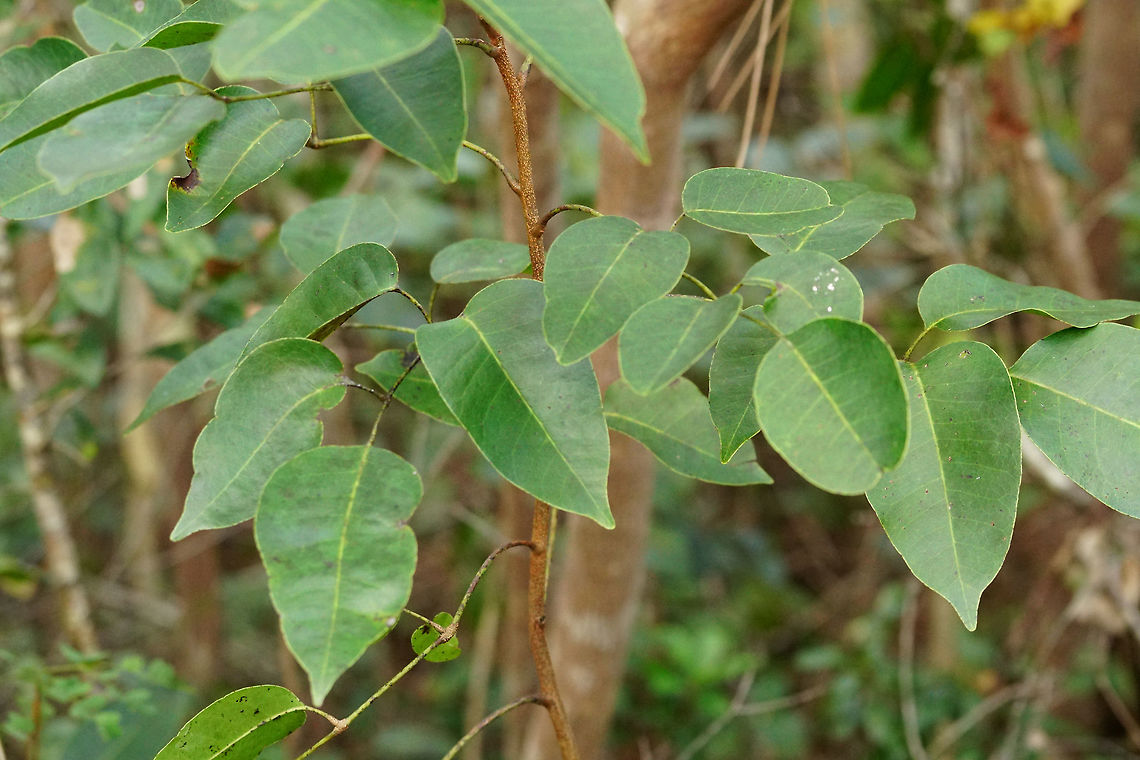 Florida Poisontree (Metopium toxiferum)  Anacardiaceae,Angiospermae,Everglades,Everglades National Park,Florida,Florida Poisontree,Flowering Plant,Geotagged,Long Pine Key,Metopium,Metopium toxiferum,Nature,Pinelands,Plant,Poisonwood,Sapindales,United States,United States of America,Winter,toxiferum