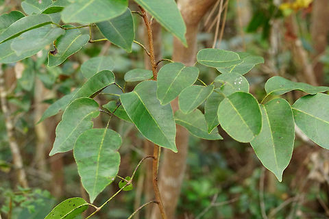 Florida Poisontree (Metopium toxiferum)  Anacardiaceae,Angiospermae,Everglades,Everglades National Park,Florida,Florida Poisontree,Flowering Plant,Geotagged,Long Pine Key,Metopium,Metopium toxiferum,Nature,Pinelands,Plant,Poisonwood,Sapindales,United States,United States of America,Winter,toxiferum