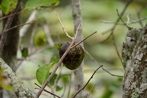 Pond Apple (Annona glabra)  Angiospermae,Anhinga Trail,Annona,Annona glabra,Annonaceae,Everglades,Everglades National Park,Florida,Flowering Plant,Geotagged,Magnoliales,Nature,Plant,Pond Apple,Pond apple,Royal Palm,United States,United States of America,Winter