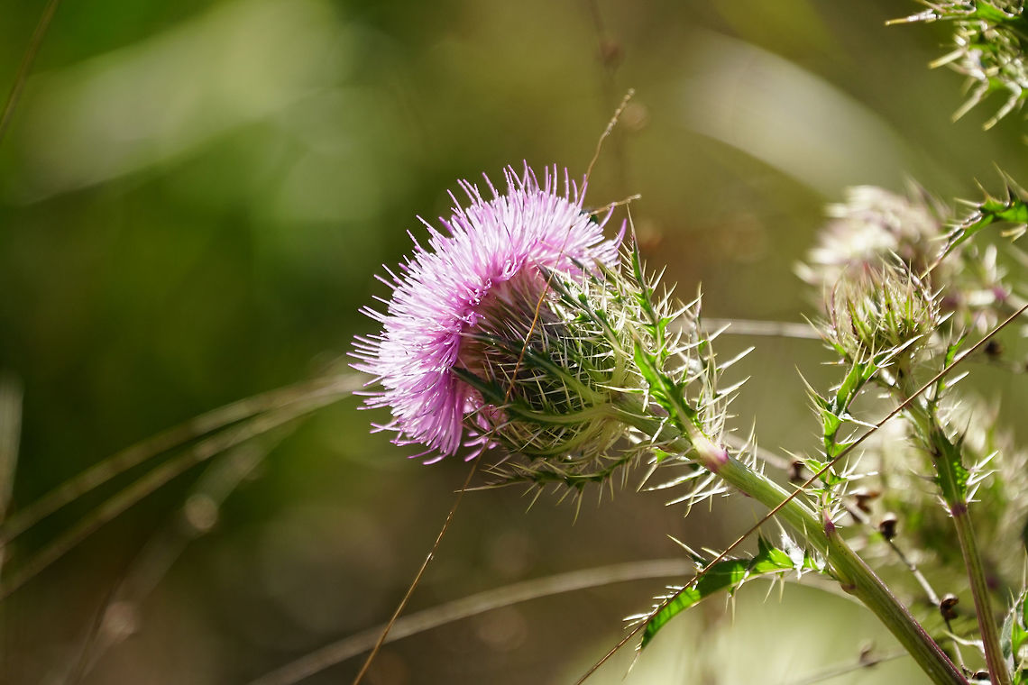 Horrid Thistle (Cirsium horridulum)  Angiospermae,Asteraceae,Asterales,Carduoideae,Cirsium,Cirsium horridulum,Cynareae,Everglades,Everglades National Park,Florida,Flowering Plant,Geotagged,Horrid Thistle,Long Pine Key,Long Pine Key Trail,Nature,Plant,Thistle,United States,United States of America