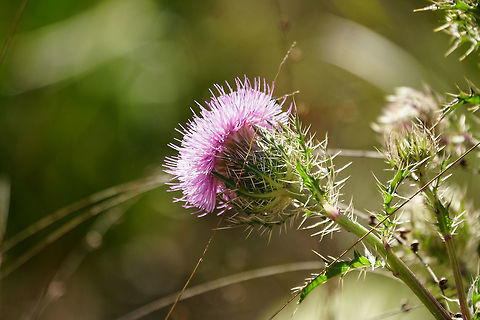 Horrid Thistle (Cirsium horridulum)  Angiospermae,Asteraceae,Asterales,Carduoideae,Cirsium,Cirsium horridulum,Cynareae,Everglades,Everglades National Park,Florida,Flowering Plant,Geotagged,Horrid Thistle,Long Pine Key,Long Pine Key Trail,Nature,Plant,Thistle,United States,United States of America