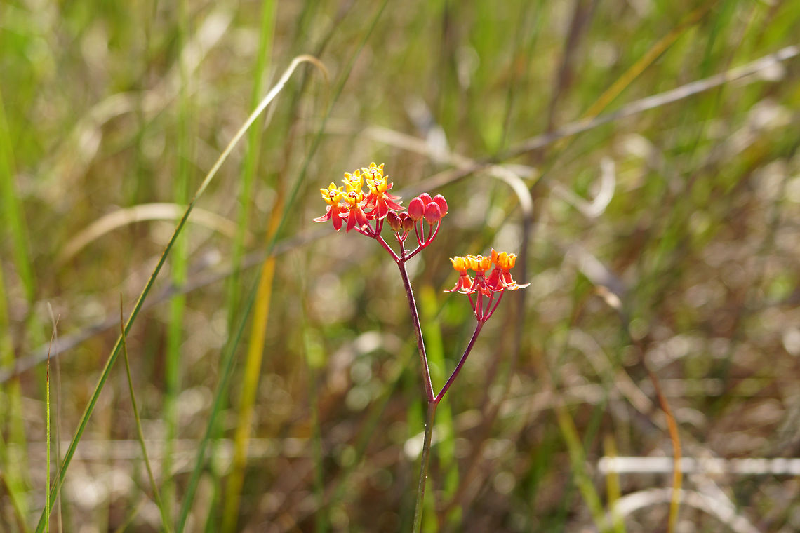 Fewflower Milkweed (Asclepias lanceolata)  Angiospermae,Apocynaceae,Asclepias,Asclepias lanceolata,Everglades,Everglades National Park,Fewflower Milkweed,Florida,Flowering Plant,Gentianales,Geotagged,Long Pine Key,Long Pine Key Trail,Milkweed,Nature,Plant,United States,United States of America,Winter,lanceolata
