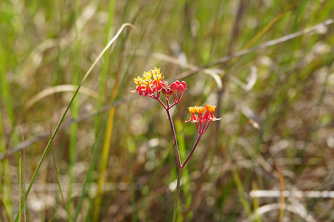 Fewflower Milkweed (Asclepias lanceolata)  Angiospermae,Apocynaceae,Asclepias,Asclepias lanceolata,Everglades,Everglades National Park,Fewflower Milkweed,Florida,Flowering Plant,Gentianales,Geotagged,Long Pine Key,Long Pine Key Trail,Milkweed,Nature,Plant,United States,United States of America,Winter,lanceolata