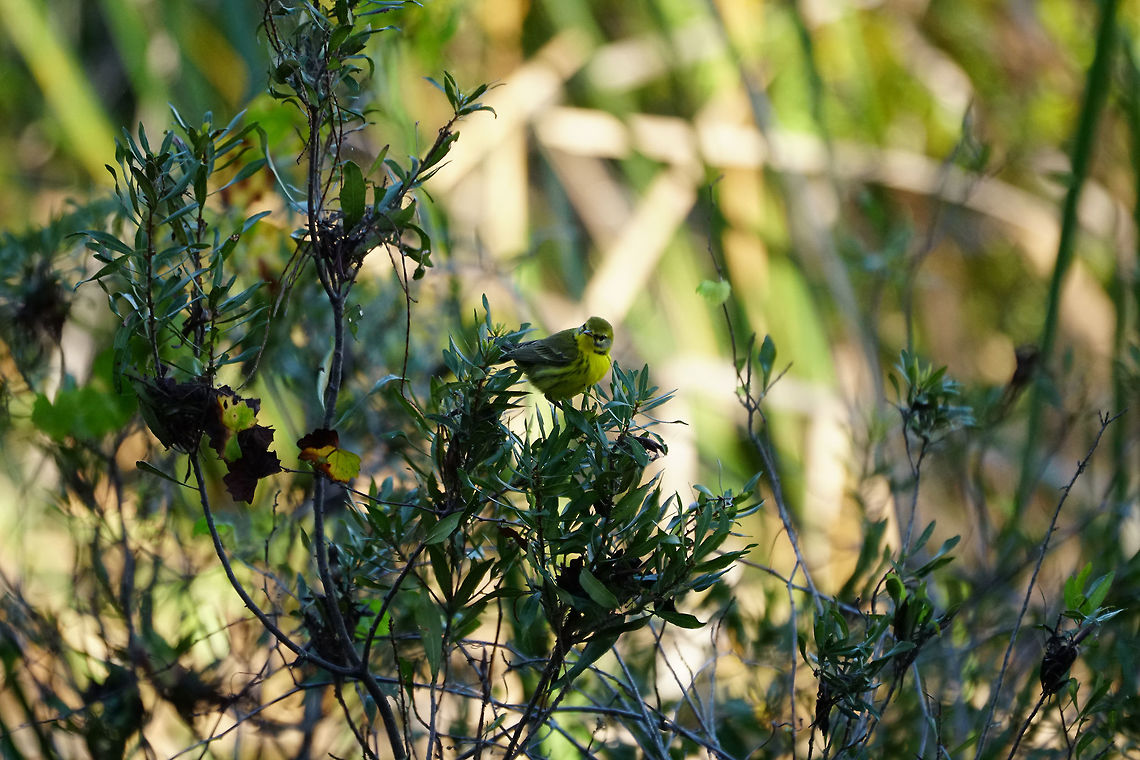 Prairie Warbler (Setophaga discolor)  Animal,Bird,Everglades,Everglades National Park,Florida,Geotagged,Nature,New World Warbler,Pa-hay-okee Overlook,Parulidae,Passeri,Passeriformes,Perching Bird,Prairie Warbler,Prairie warbler,Setophaga,Setophaga discolor,Songbird,United States,United States of America