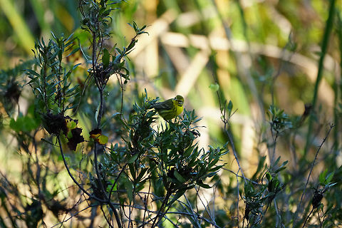 Prairie Warbler (Setophaga discolor)  Animal,Bird,Everglades,Everglades National Park,Florida,Geotagged,Nature,New World Warbler,Pa-hay-okee Overlook,Parulidae,Passeri,Passeriformes,Perching Bird,Prairie Warbler,Prairie warbler,Setophaga,Setophaga discolor,Songbird,United States,United States of America