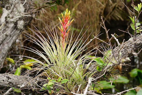 Cardinal airplant (Tillandsia fasciculata)  Angiospermae,Anhinga Trail,Bromeliaceae,Cardinal airplant,Commelinids,Everglades,Everglades National Park,Florida,Flowering Plant,Geotagged,Monocotyledon,Nature,Plant,Poales,Royal Palm,Tillandsia,Tillandsia fasciculata,United States,United States of America,Winter
