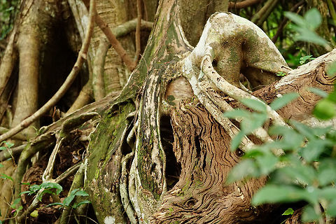 Strangler Fig (Ficus aurea)  Angiospermae,Everglades,Everglades National Park,Ficus,Ficus aurea,Florida,Florida strangler fig,Flowering Plant,Geotagged,Gumbo Limbo Trail,Moraceae,Nature,Plant,Rosales,Royal Palm,Strangler Fig,United States,United States of America,Winter