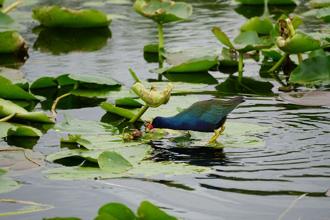 Purple Gallinule (Porphyrio martinicus)  Anhinga Trail,Animal,Bird,Everglades,Everglades National Park,Florida,Geotagged,Gruiformes,Nature,Porphyrio,Porphyrio martinicus,Purple Gallinule,Purple gallinule,Rallidae,Royal Palm,Swamphen,United States,United States of America,Vertebrate,Winter