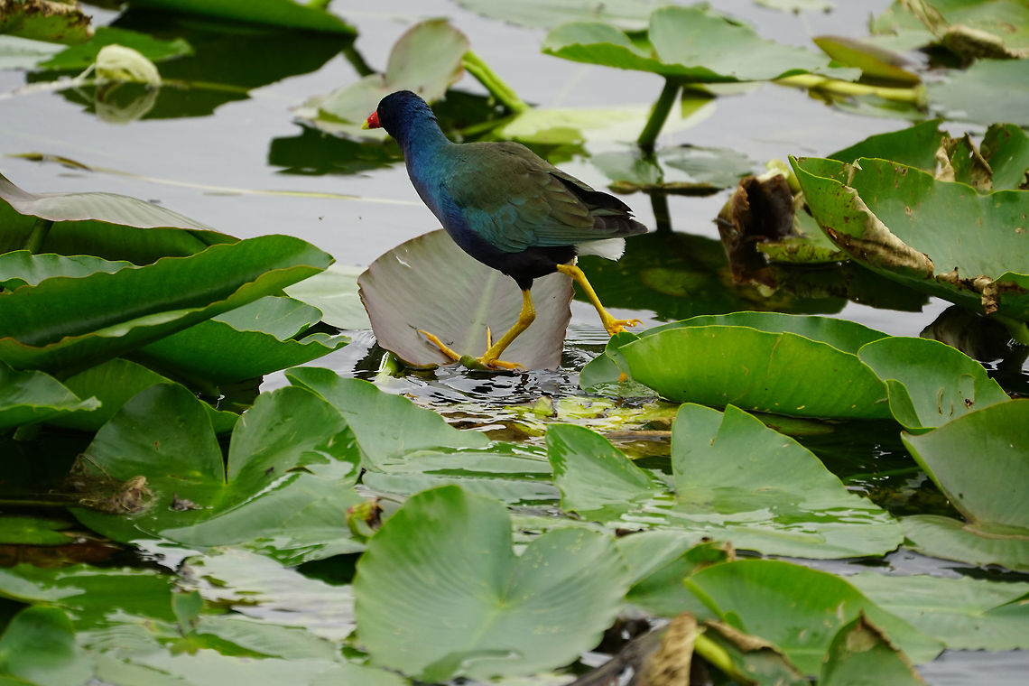 Purple Gallinule (Porphyrio martinicus)  Anhinga Trail,Animal,Bird,Everglades,Everglades National Park,Florida,Geotagged,Gruiformes,Nature,Porphyrio,Porphyrio martinicus,Purple Gallinule,Purple gallinule,Rallidae,Royal Palm,Swamphen,United States,United States of America,Vertebrate,Winter