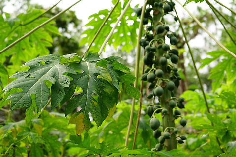 Papaya (Carica papaya)  Angiospermae,Brassicales,Carica,Carica papaya,Caricaceae,Everglades,Everglades National Park,Florida,Flowering Plant,Geotagged,Gumbo Limbo Trail,Nature,Papaya,Plant,Royal Palm,United States,United States of America,Winter