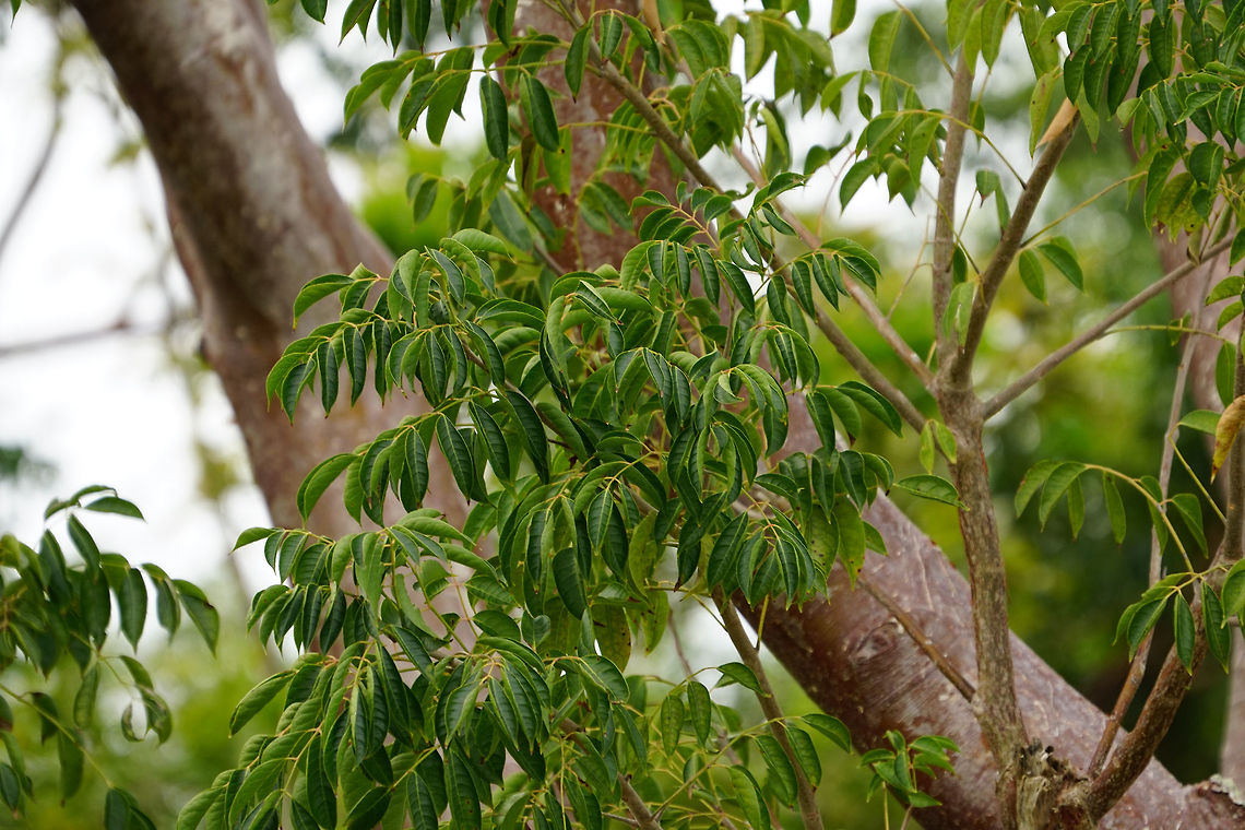 Gumbo-limbo (Bursera simaruba)  Angiospermae,Bursera,Bursera simaruba,Burseraceae,Everglades,Everglades National Park,Florida,Flowering Plant,Geotagged,Gumbo Limbo Trail,Gumbo-limbo,Nature,Plant,Royal Palm,Sapindales,United States,United States of America,Winter