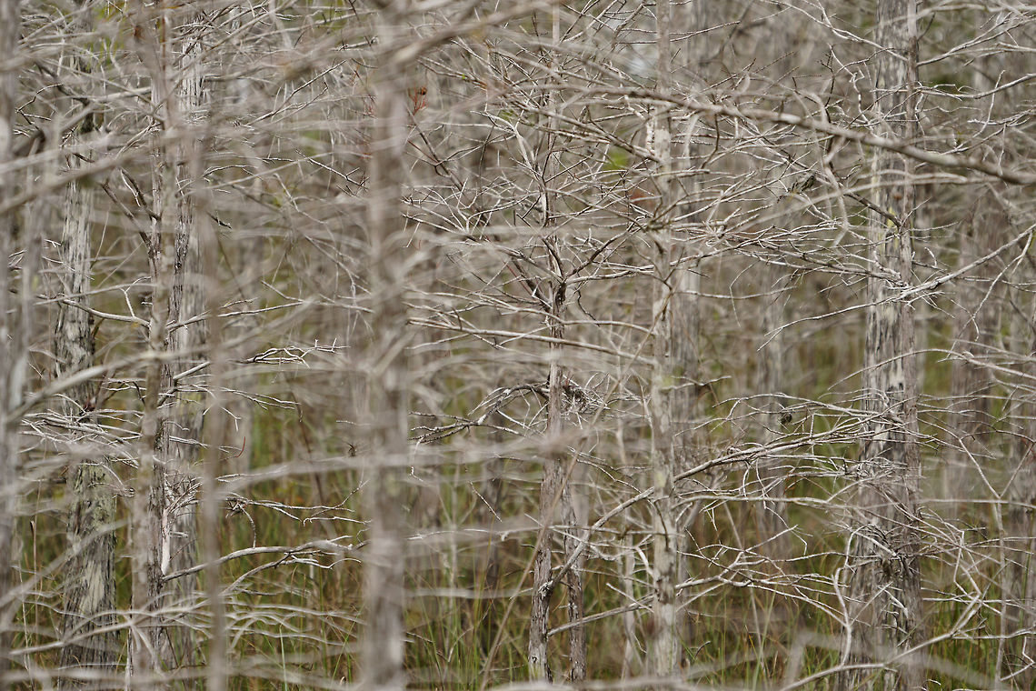 Bald Cypress (Taxodium distichum)  Bald cypress,Conifer,Cupressaceae,Cypress,Everglades,Everglades National Park,Florida,Geotagged,Nature,Pinophyta,Pinopsida,Plant,Taxodium,Taxodium distichum,United States,United States of America,Winter