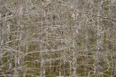 Bald Cypress (Taxodium distichum)  Bald cypress,Conifer,Cupressaceae,Cypress,Everglades,Everglades National Park,Florida,Geotagged,Nature,Pinophyta,Pinopsida,Plant,Taxodium,Taxodium distichum,United States,United States of America,Winter