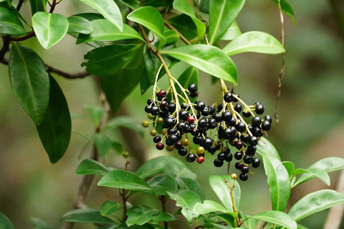 Island Marlberry (Ardisia escallonioides)  Angiospermae,Ardisia,Ardisia escallonioides,Ericales,Everglades,Everglades National Park,Florida,Flowering Plant,Geotagged,Gumbo Limbo Trail,Island Marlberry,Island marlberry,Marlberry,Nature,Plant,Primulaceae,Royal Palm,United States,United States of America,Winter