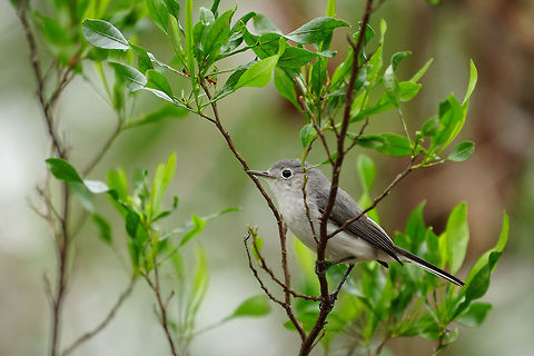 Eastern Phoebe (Sayornis phoebe)  Animal,Bird,Eastern Phoebe,Everglades,Everglades National Park,Florida,Geotagged,Long Pine Key,Nature,Passeriformes,Perching Bird,Phoebe,Sayornis,Sayornis phoebe,Tyranni,Tyrannidae,Tyrant flycatcher,United States,United States of America,Vertebrate
