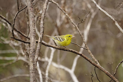 Pine Warbler (Setophaga pinus)  Animal,Bird,Everglades,Everglades National Park,Florida,Geotagged,Long Pine Key,Nature,New World Warbler,Parulidae,Passeri,Passeriformes,Perching Bird,Pine warbler,Setophaga,Setophaga pinus,Songbird,United States,United States of America,Vertebrate