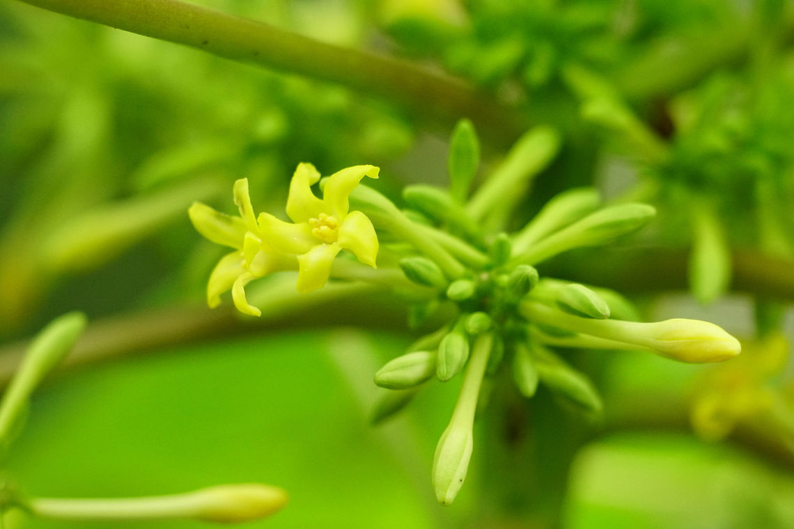 Papaya (Carica papaya)  Angiospermae,Brassicales,Carica,Carica papaya,Caricaceae,Everglades,Everglades National Park,Florida,Flowering Plant,Geotagged,Gumbo Limbo Trail,Nature,Papaya,Plant,Royal Palm,United States,United States of America,Winter