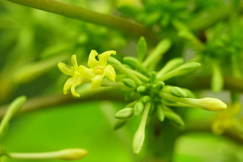 Papaya (Carica papaya)  Angiospermae,Brassicales,Carica,Carica papaya,Caricaceae,Everglades,Everglades National Park,Florida,Flowering Plant,Geotagged,Gumbo Limbo Trail,Nature,Papaya,Plant,Royal Palm,United States,United States of America,Winter