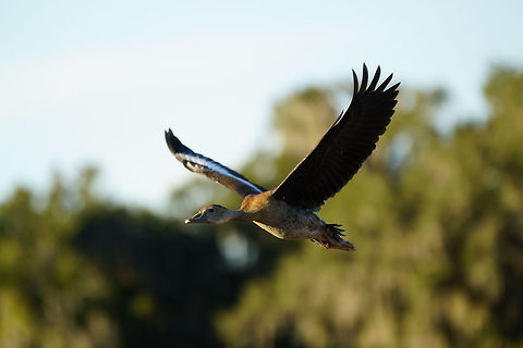 Juvenile Black-bellied Whistling Duck (Dendrocygna autumnalis)  Anatidae,Animal,Anseriformes,Bird,Black-bellied Whistling Duck,Black-bellied whistling duck,Circle B Bar Reserve,Dendrocygna,Dendrocygna autumnalis,Dendrocygnidae,Dendrocygninae,Dendrocygnini,Duck,Florida,Geotagged,Lakeland,Nature,Polk County,United States,United States of America