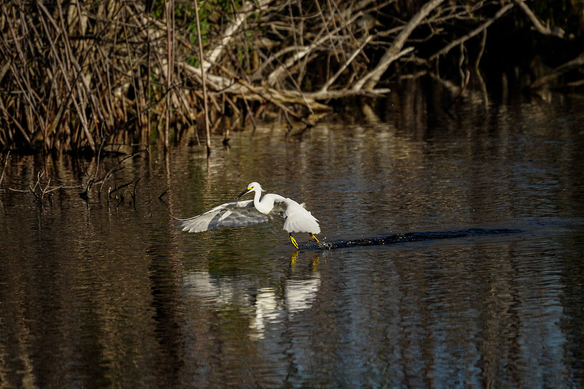 Snowy Egret (Egretta thula)  Animal,Ardeidae,Bird,Egretta,Egretta thula,Everglades,Everglades National Park,Florida,Geotagged,Heron,Mrazek Pond,Nature,Pelecaniformes,Snowy Egret,Snowy egret,United States,United States of America,Vertebrate,Winter