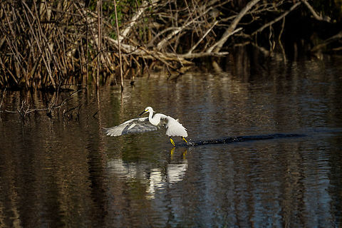 Snowy Egret (Egretta thula)  Animal,Ardeidae,Bird,Egretta,Egretta thula,Everglades,Everglades National Park,Florida,Geotagged,Heron,Mrazek Pond,Nature,Pelecaniformes,Snowy Egret,Snowy egret,United States,United States of America,Vertebrate,Winter