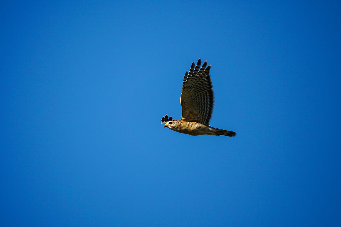 Red-shouldered Hawk (Buteo lineatus)  Accipitridae,Accipitriformes,Animal,Bird,Buteo,Buteo lineatus,Everglades,Everglades National Park,Florida,Geotagged,Hawk,Mrazek Pond,Nature,Red-shouldered Hawk,United States,United States of America,Vertebrate,Winter