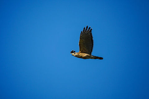 Red-shouldered Hawk (Buteo lineatus)  Accipitridae,Accipitriformes,Animal,Bird,Buteo,Buteo lineatus,Everglades,Everglades National Park,Florida,Geotagged,Hawk,Mrazek Pond,Nature,Red-shouldered Hawk,United States,United States of America,Vertebrate,Winter