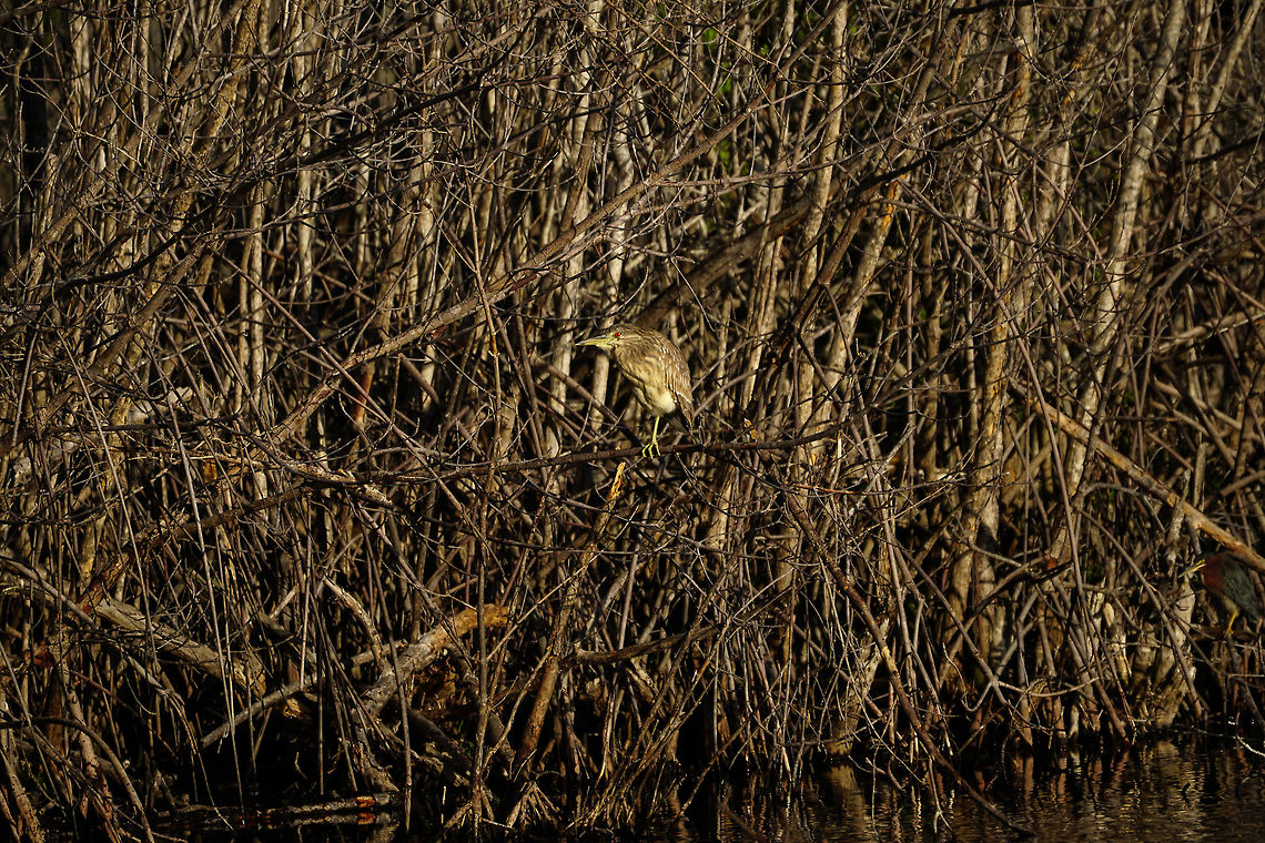 Black-crowned Night Heron (Nycticorax nycticorax)  Animal,Ardeidae,Bird,Black-crowned night heron,Everglades,Everglades National Park,Florida,Geotagged,Heron,Mrazek Pond,Nature,Night Heron,Nycticorax,Nycticorax nycticorax,Pelecaniformes,United States,United States of America,Vertebrate,Winter