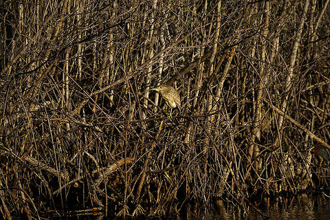 Black-crowned Night Heron (Nycticorax nycticorax)  Animal,Ardeidae,Bird,Black-crowned night heron,Everglades,Everglades National Park,Florida,Geotagged,Heron,Mrazek Pond,Nature,Night Heron,Nycticorax,Nycticorax nycticorax,Pelecaniformes,United States,United States of America,Vertebrate,Winter