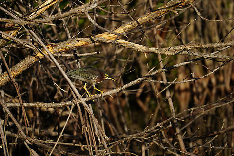 Green Heron (Butorides virescens)  Animal,Ardeidae,Bird,Butorides,Butorides virescens,Everglades,Everglades National Park,Florida,Geotagged,Green Heron,Green heron,Heron,Mrazek Pond,Nature,Pelecaniformes,United States,United States of America,Vertebrate,Winter