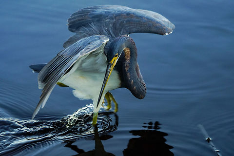 Tricolored Heron (Egretta tricolor)  Animal,Ardeidae,Bird,Egretta,Egretta tricolor,Everglades,Everglades National Park,Florida,Geotagged,Heron,Mrazek Pond,Nature,Pelecaniformes,Tricolored Heron,Tricolored heron,United States,United States of America,Vertebrate,Winter