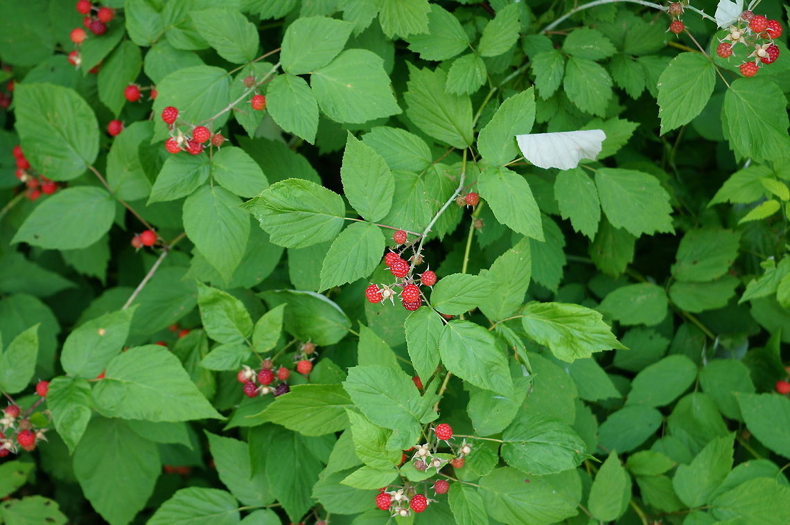 Wild Black Raspberry (Rubus occidentalis) Another view of the same plant as here: <figure class="photo"><a href="https://www.jungledragon.com/image/31440/wild_black_raspberry_rubus_occidentalis.html" title="Wild Black Raspberry (Rubus occidentalis)"><img src="https://s3.amazonaws.com/media.jungledragon.com/images/1559/31440_thumb.JPG?AWSAccessKeyId=05GMT0V3GWVNE7GGM1R2&Expires=1759968010&Signature=NPAuJwZ45aVFqxicSewJXI9CLGo%3D" width="200" height="134" alt="Wild Black Raspberry (Rubus occidentalis) Another view of the same plant: https://www.jungledragon.com/image/75588/wild_black_raspberry_rubus_occidentalis.html Angiospermae,Black raspberry,Flowering Plant,Geotagged,Nature,Plant,Rosaceae,Rosales,Rubus,Rubus occidentalis,United States" /></a></figure> Angiospermae,Black raspberry,Flowering Plant,Geotagged,Nature,Plant,Rosaceae,Rosales,Rubus,Rubus occidentalis,United States