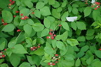 Wild Black Raspberry (Rubus occidentalis) Another view of the same plant as here: https://www.jungledragon.com/image/31440/rubus_occidentalis.html Angiospermae,Black raspberry,Flowering Plant,Geotagged,Nature,Plant,Rosaceae,Rosales,Rubus,Rubus occidentalis,United States