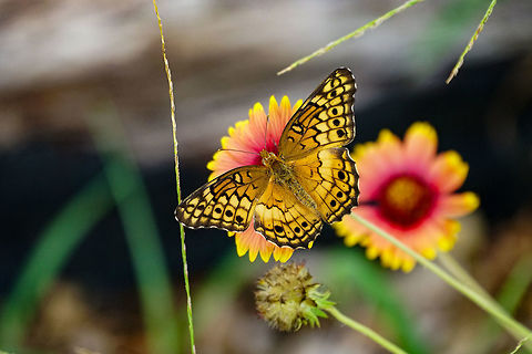 Variegated Fritillary (Euptoieta claudia)  Animal,Arthropod,Butterfly,Euptoieta,Euptoieta claudia,Florida,Geotagged,Insect,Lake Apopka,Lepidoptera,Nature,Nymphalidae,Oakland Nature Preserve,Orlando,Summer,United States,United States of America,Variegated Fritillary,Variegated fritillary