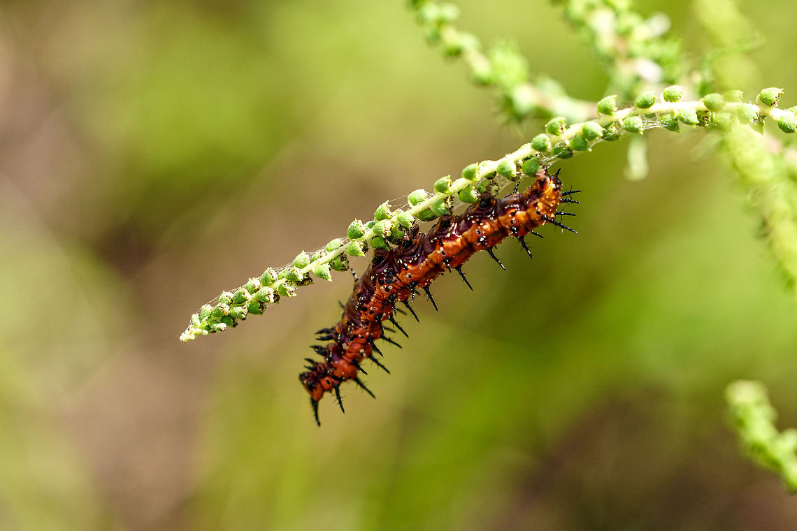 Gulf Fritillary Caterpillar (Agraulis vanillae)  Agraulis,Agraulis vanillae,Animal,Arthropod,Butterfly,Caterpillar,Florida,Geotagged,Gulf fritillary,Heliconiini,Insect,Lake Apopka,Lepidoptera,Nature,Nymphalidae,Oakland Nature Preserve,Orange County,Orlando,Summer,United States