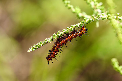 Gulf Fritillary Caterpillar (Agraulis vanillae)  Agraulis,Agraulis vanillae,Animal,Arthropod,Butterfly,Caterpillar,Florida,Geotagged,Gulf fritillary,Heliconiini,Insect,Lake Apopka,Lepidoptera,Nature,Nymphalidae,Oakland Nature Preserve,Orange County,Orlando,Summer,United States