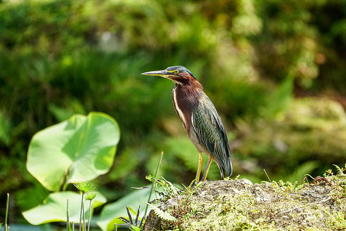 Green Heron (Butorides virescens)  Animal,Ardeidae,Bird,Butorides,Butorides virescens,Disney World,Epcot,Fall,Florida,Geotagged,Green Heron,Green heron,Heron,Nature,Orange County,Orlando,Pelecaniformes,United States,United States of America,Vertebrate